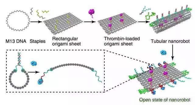 中美科學家聯手，用DNA納米機器人殺死癌細胞